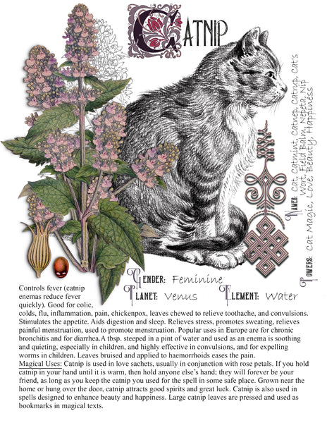 Catnip
