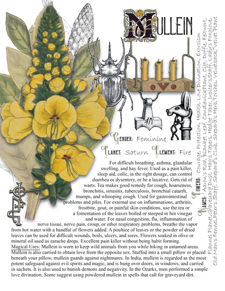 Mullein