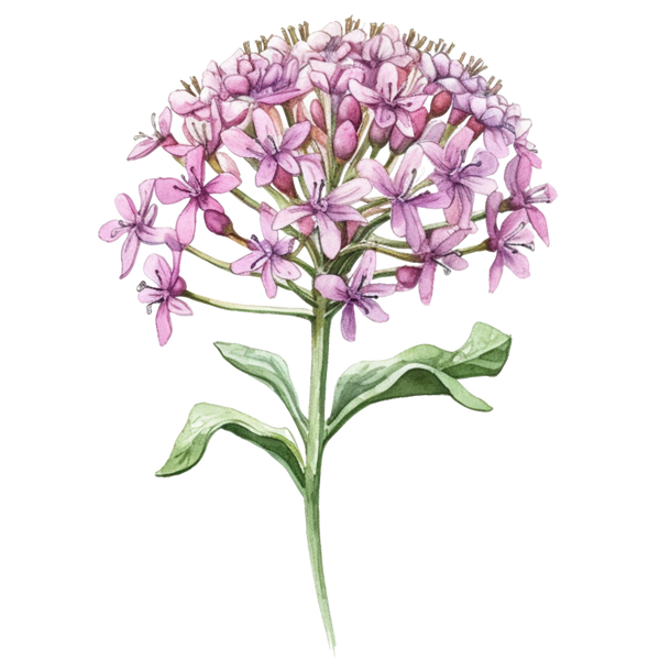 Valerian Root