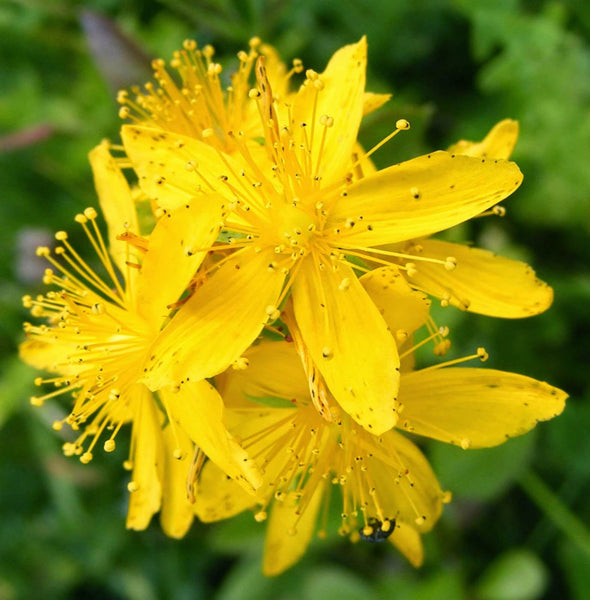 Agrimony (Agrimonia eupatoria)
