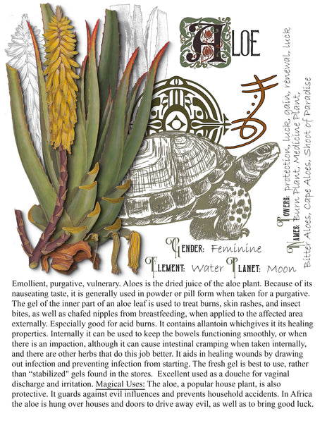 Aloe Leaf