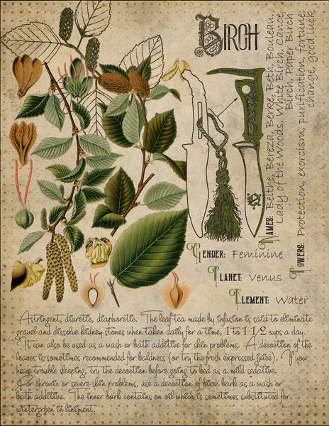 Birch Bark