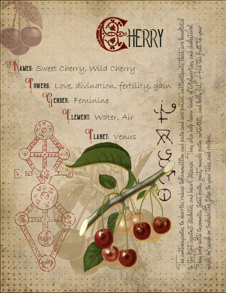 Wild Cherry Bark