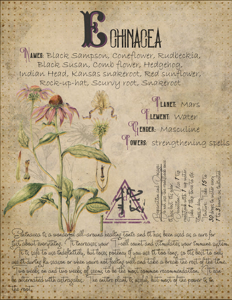 Echinacea