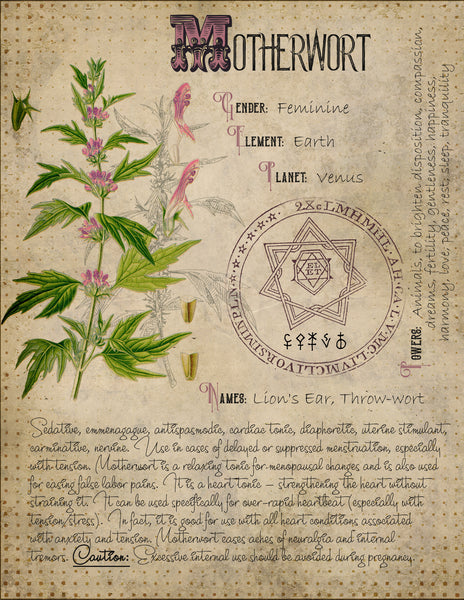 Motherwort