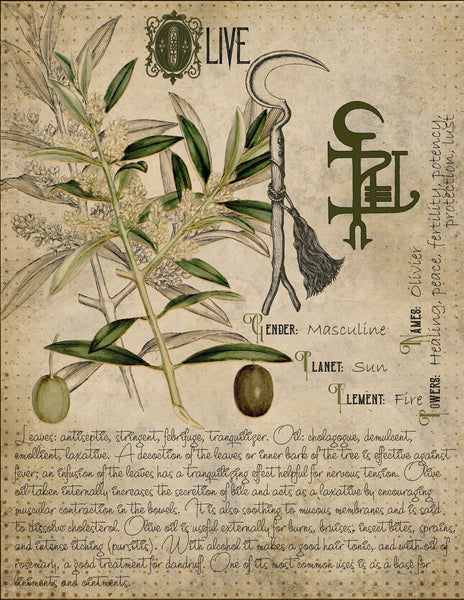 Olive Leaf