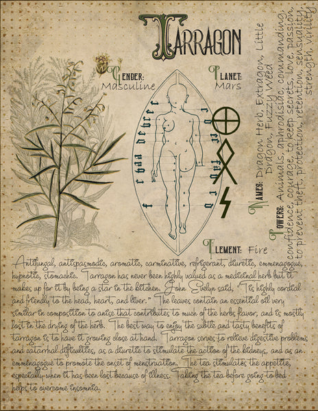 Tarragon