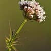 Valerian Root (Valeriana officinalis)