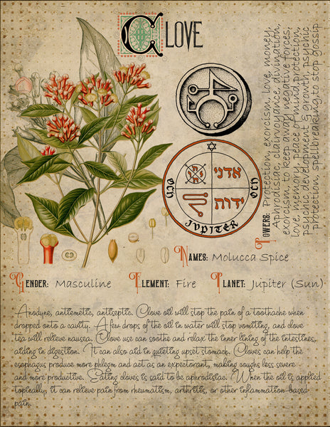 Clove