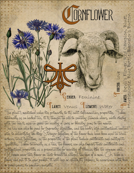Cornflower