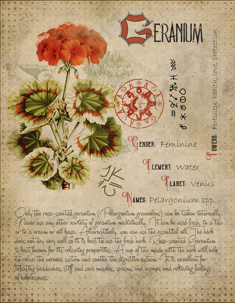 Geranium Root