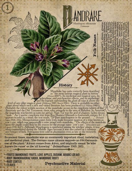 Mandrake Root