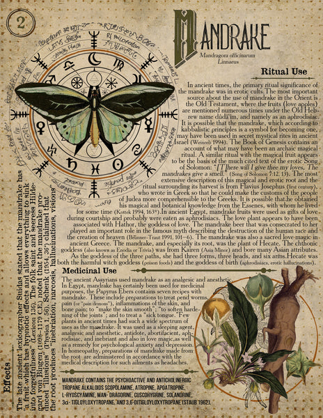 Mandrake Root
