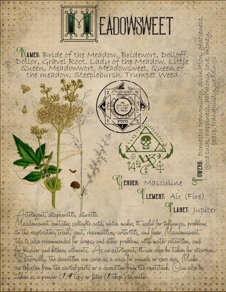 Meadowsweet
