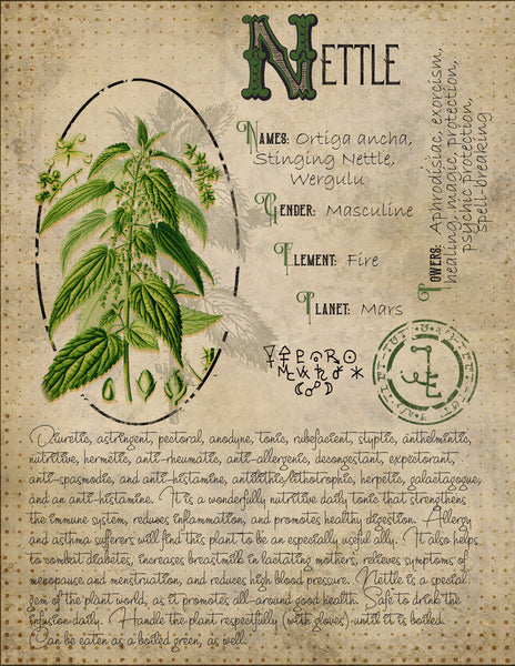 Stinging Nettle