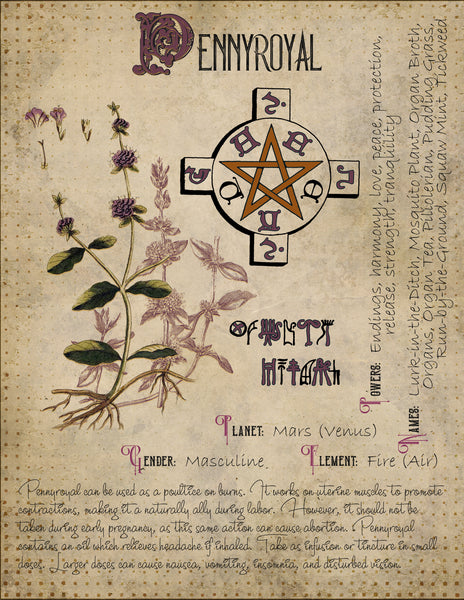 Pennyroyal
