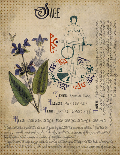 White Sage