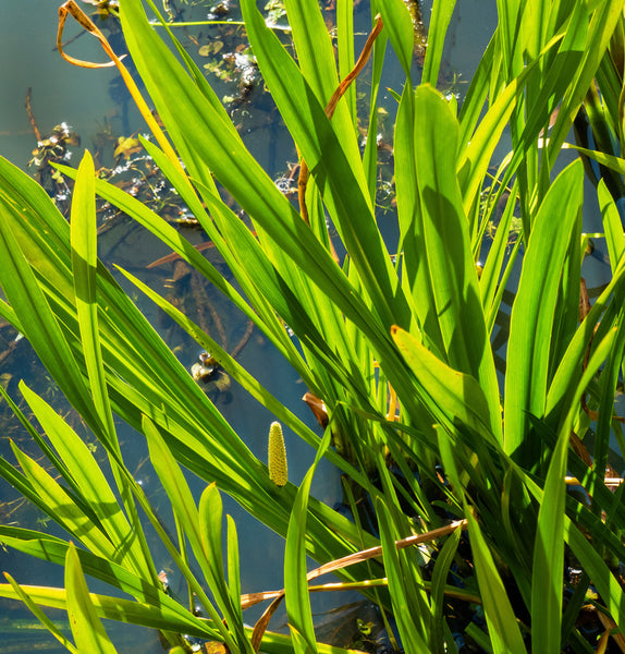 Calamus Root