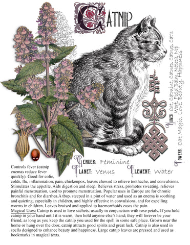 Catnip