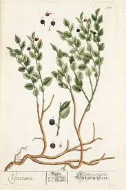 Dried Bilberry Fruit (Vaccinium myrtillus) – Ritual, Healing, Abundance