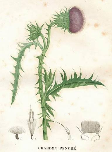 Blessed Thistle Dried Herb: Protection, Purification, Courage (Cnicus benedictus)