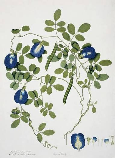 Butterfly Pea Flower