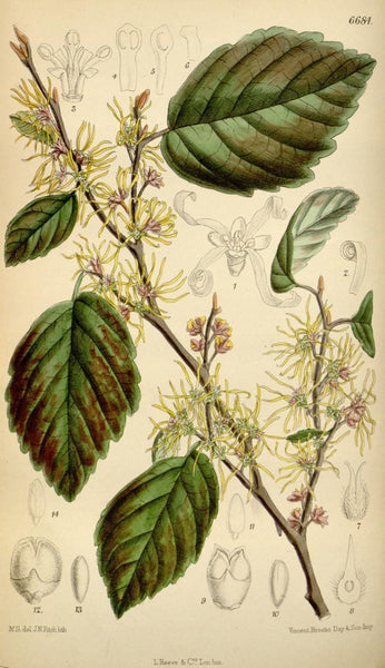 Witch Hazel Bark