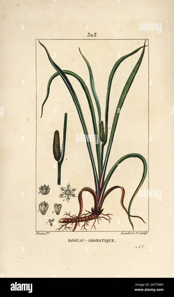Calamus Root