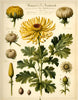 Dried Chrysanthemum Flowers: Longevity, Protection, Clarity (Chrysanthemum × morifolium)