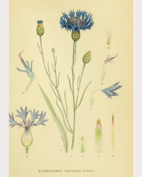 Cornflower