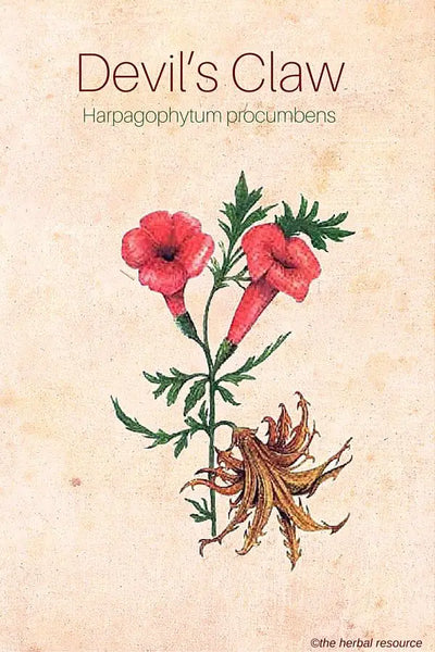 Dried Devil's Claw Root 0.5oz — Banishing Pain, Protection and Renewal Herb (Harpagophytum procumbens), Apothecary