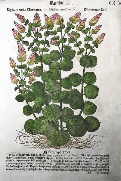 Dittany of Crete (Origanum dictamnus) herb of healing, courage, and sympathetic magic