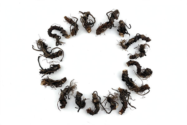 Jezebel root pieces arranged in a circle on a white background
