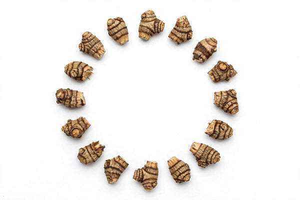 Little John to Chew galangal root pieces arranged in a circle on a white background