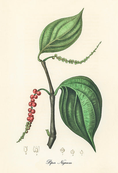 Pink Peppercorn Berries (Schinus molle) – Fire, Passion, Protection Rituals