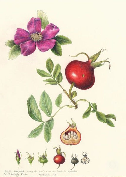 Dried Rose Hips (Rosa canina) – Love, Protection, Renewal Magic