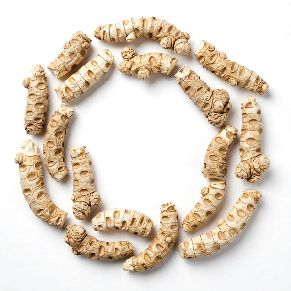 Solomon's seal root pieces arranged in a circle on a white background