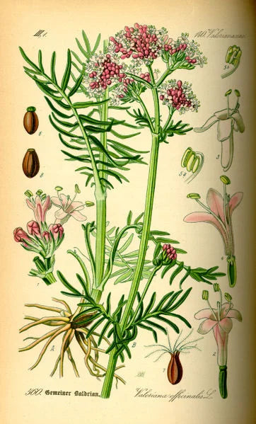 Valerian Root (Valeriana officinalis)