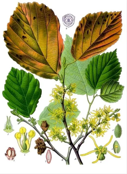 Witch Hazel Leaf