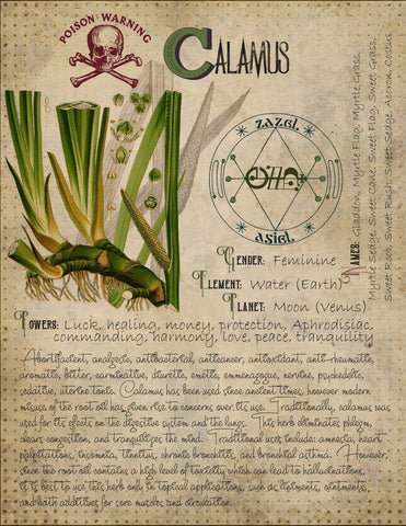 Calamus Root