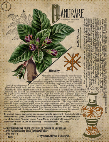 Mandrake Root
