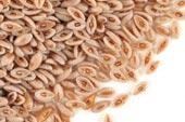 Psyllium Seed