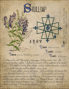 Skullcap